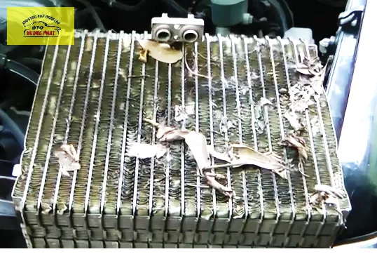 Giàn lạnh điều hòa ô tô bị dơ nghẹt mất lạnh